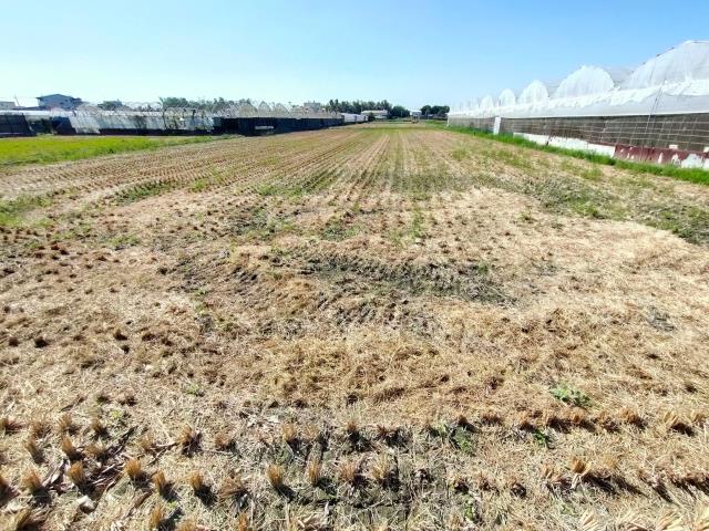 大村農地-4