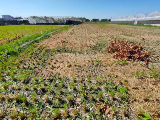 大村農地-0