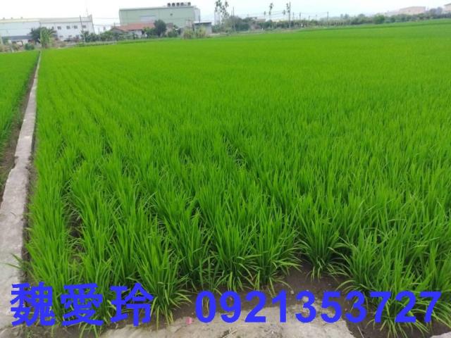 彰化芬園農地-0