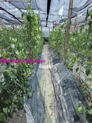 彰化永靖農地-1