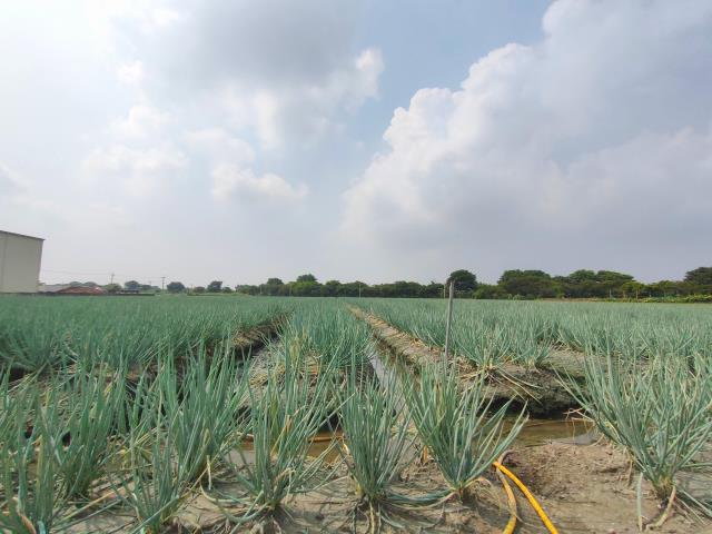 彰化埔鹽農地-5