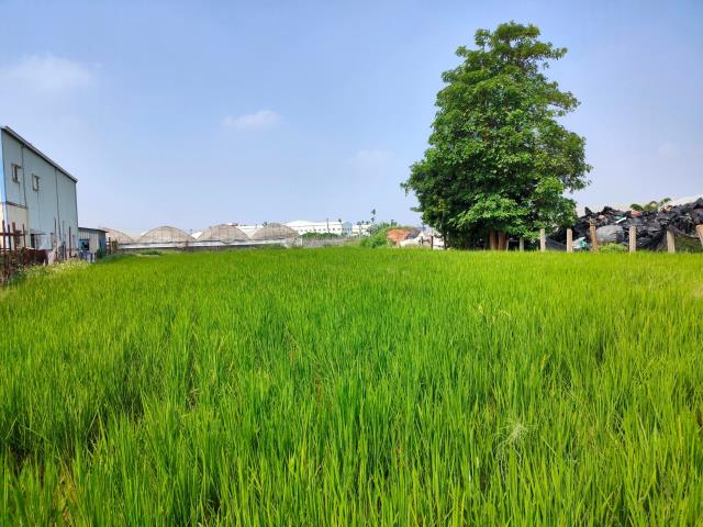 溪湖農地-1