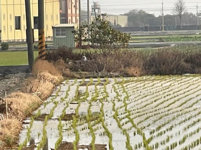 彰化埔鹽農地-1