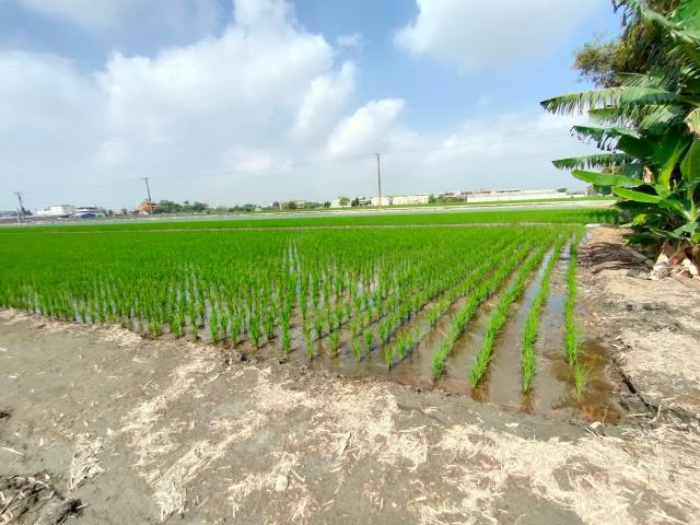 彰化二林農地-11