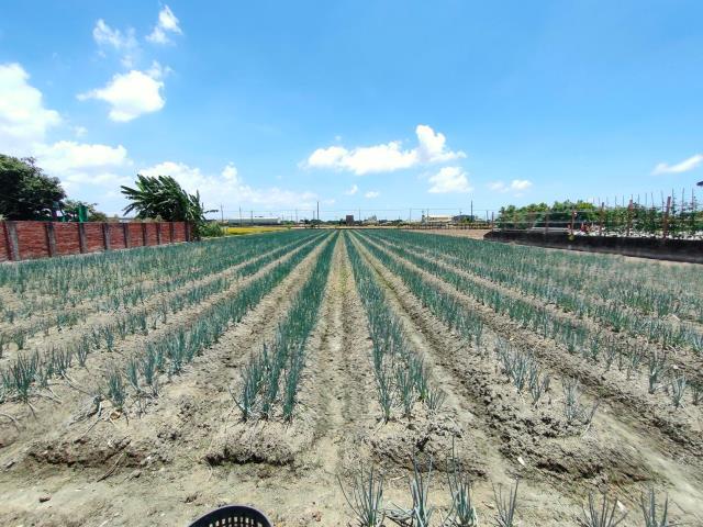 埔鹽農地-1