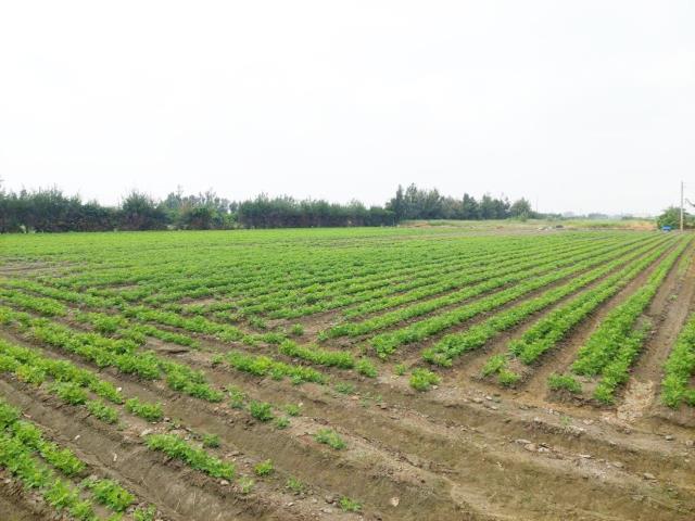 大城農地-10