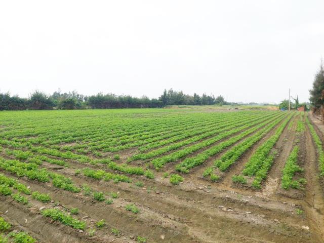 大城農地-11