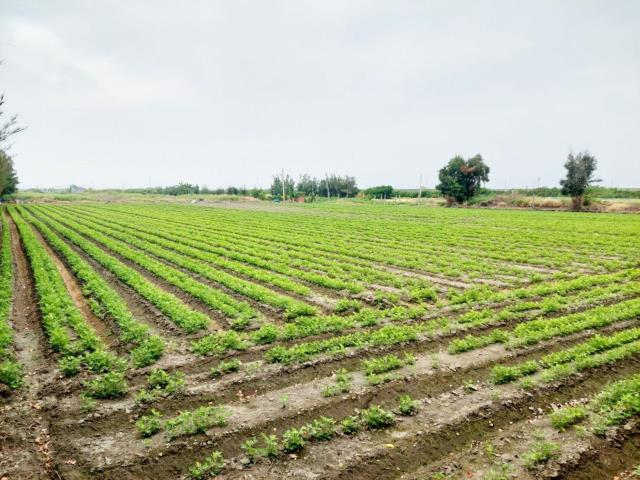 大城農地-13