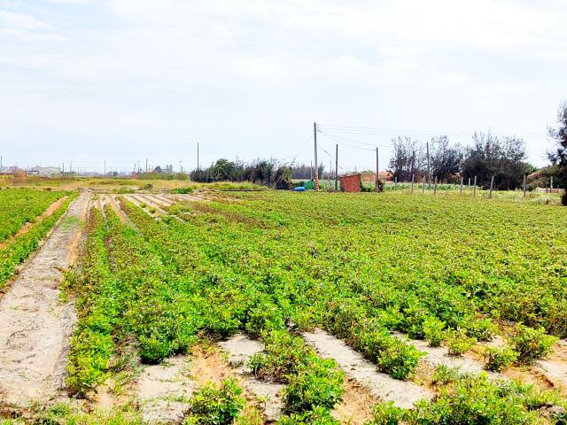 大城農地-3