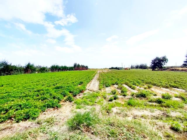大城農地-4