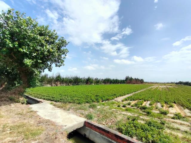 大城農地-7