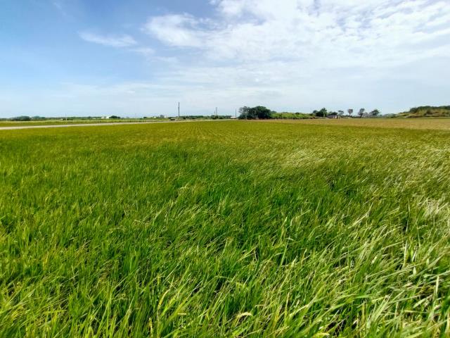 彰化二林農地-4