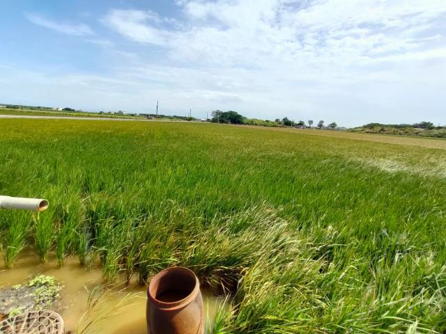彰化二林農地-5