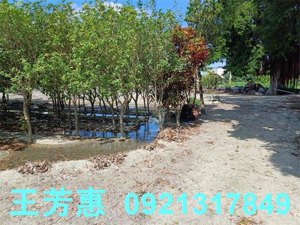 彰化溪州建地-7