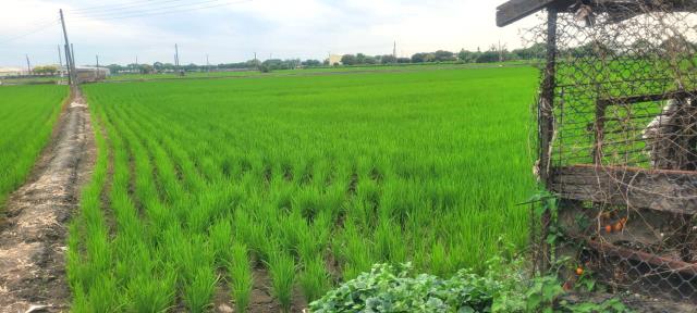 彰化埤頭農地-4