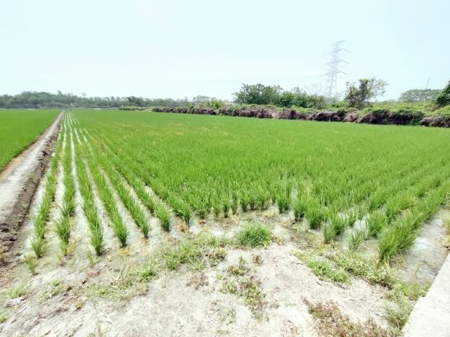 竹塘農地-3