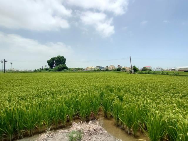 彰化溪湖農地-11