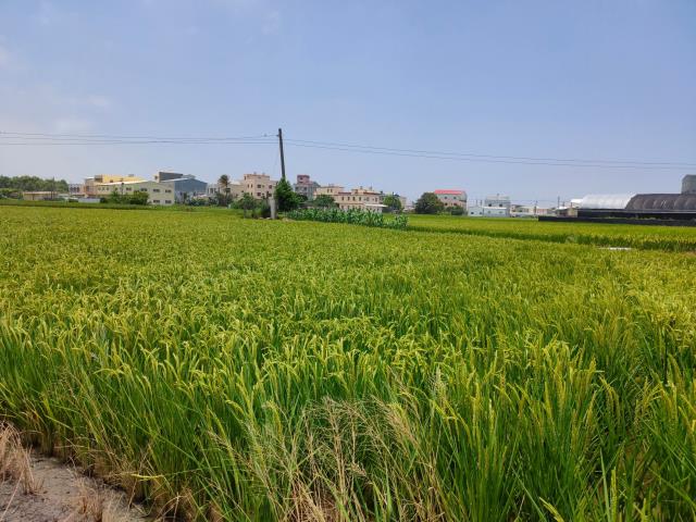 彰化溪湖農地-13