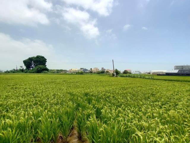 彰化溪湖農地-8