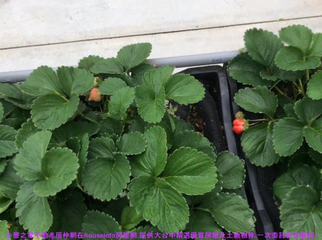 彰化花壇農地-9