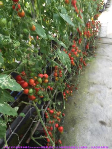 彰化花壇農地-12