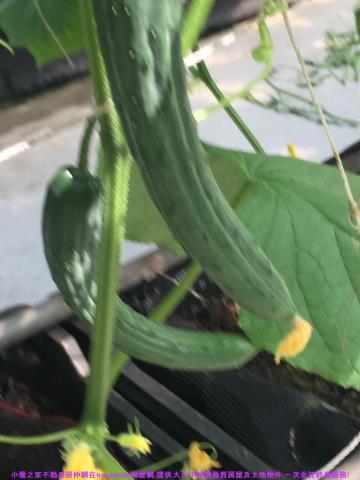 彰化花壇農地-5