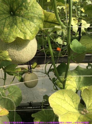 彰化花壇農地-6