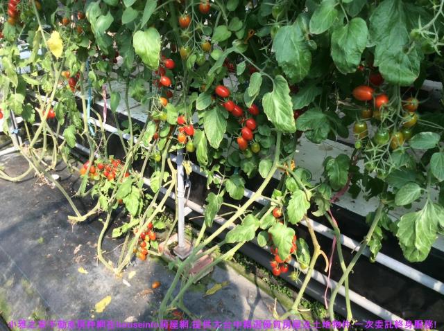 彰化花壇農地-9