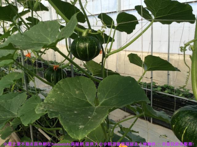 彰化花壇農地-11