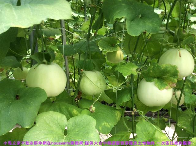 彰化花壇農地-13