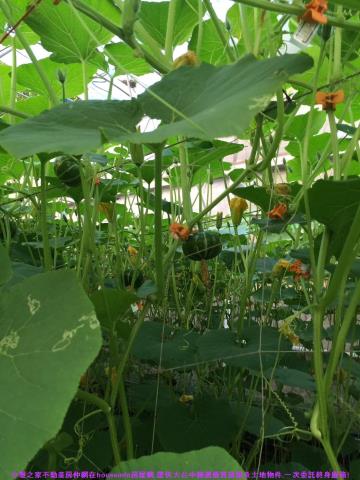 彰化花壇農地-14