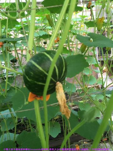 彰化花壇農地-14