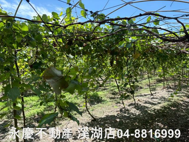 彰化溪湖農地-3