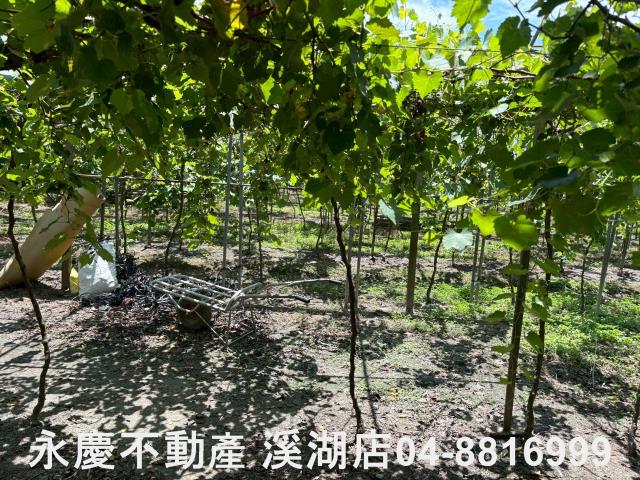 彰化溪湖農地-4