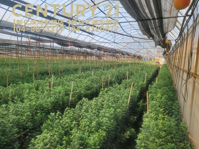 彰化田尾農地-0