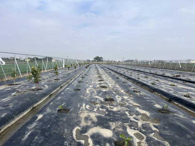 埔鹽農地-5