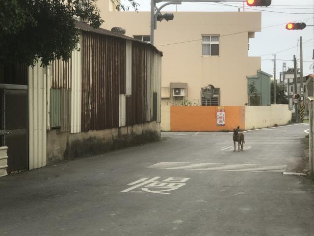 彰化和美農地-7