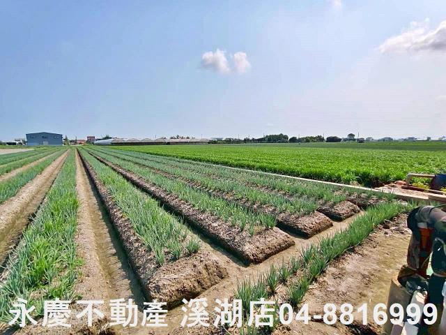 彰化埔鹽農地-4