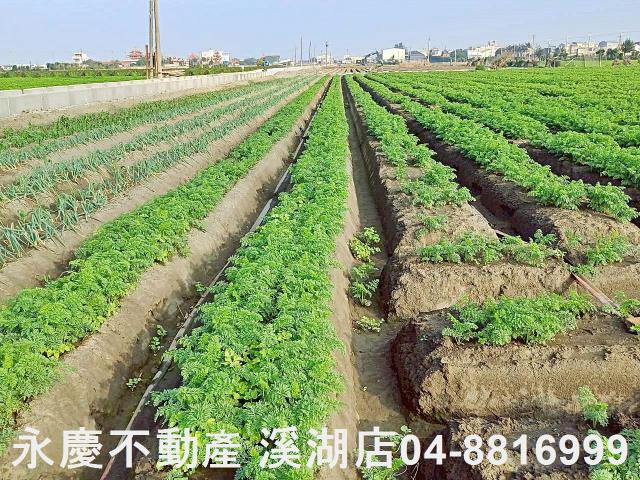 芳苑農地-6