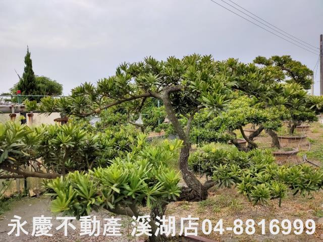 埤頭農地-7